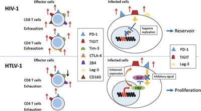 The Roles of Coinhibitory Receptors in Pathogenesis of Human Retroviral Infections